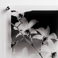 Fine Art Prints on Clear Acrylic