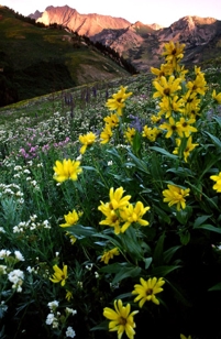 ABOVE ALTA