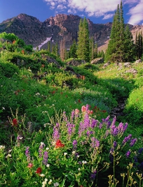 ALBION BASIN I