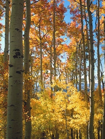 ASPEN GROVE I