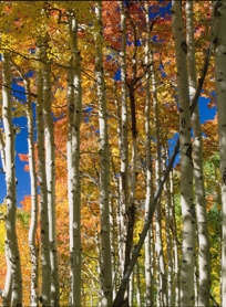ASPEN GROVE II
