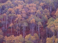 ASPEN STUDY I, BIG MTN PASS