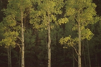 ASPEN TRIO
