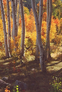 ASPEN TRUNKS