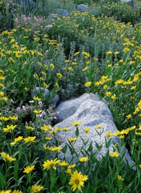 AUGUST WILDFLOWERS