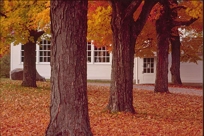 AUTUMN TREES & CLAPBOARD BUILDING