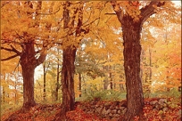 AUTUMN TREES & STONE FENCE