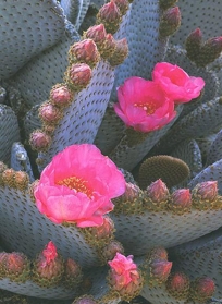 BEAVERTAIL CACTUS II