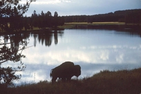 BISON SILHOUETTE