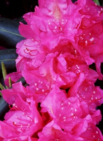CATAWBA RHODODENDREN II