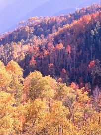 COLORFUL ASPENS I