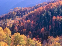 COLORFUL ASPENS II