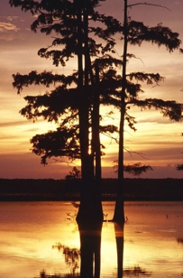 CYPRESS AT GOLDEN SUNSET