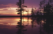 CYPRESS AT SUNSET
