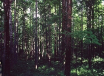 DARK WOODS