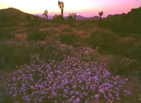 DESERT DUSK