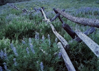 FENCE & FLOWERS