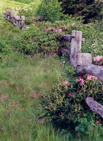 FENCE & RHODODENDRON I