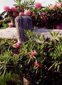 FENCE & RHODODENDRON II