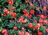 FLAME AZALEA I