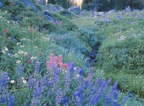 FLOWER & STREAM STUDY II