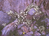 FLOWERS & ROCKS