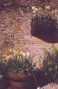 FLOWERS & STONE WALL II
