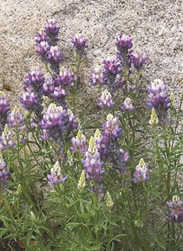 LUPINE & GRANITE BOULDER