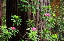 RHODODENDRON STUDYI