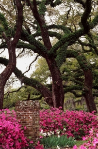 SPRING GARDEN II
