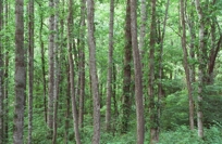 STANDING STRAIGHT III