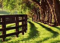 TREE ROW & BOARD FENCES II