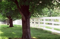 TREE ROW & WHITE BOARD FENCE