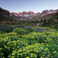 WILDFLOWERS AT SUNRISE II