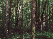 WOLF TREES I