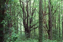 WOLF TREES II