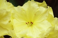 YELLOW RHODODENDRON II