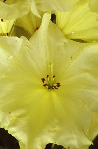 YELLOW RHODODENDRON III