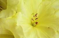 YELLOW RHODODENDRON IV