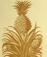 Pineapple_medium_cropped