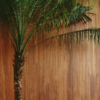 STRIATED_FRESCO