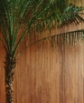 Striated_fresco_medium_cropped