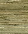 No_1700_pampas_medium_cropped