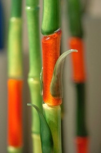 Multicolor Bamboo