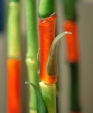 Insigmain_medium_cropped