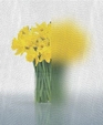 Boralis_medium_cropped