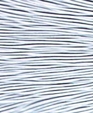 Chinchilla644_medium_cropped