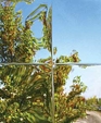 Square_medium_cropped
