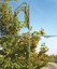 Convex
