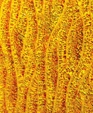 Cognac_medium_cropped